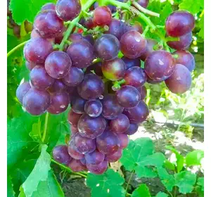 Саженцы винограда сорт Альтаир