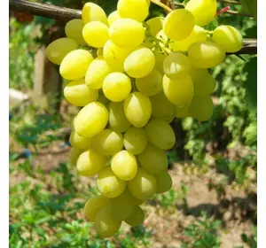 Саженцы винограда сорт Аксинья мускатный
